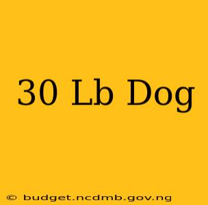 30 Lb Dog