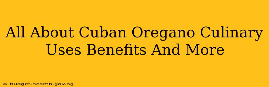 All About Cuban Oregano Culinary Uses Benefits And More