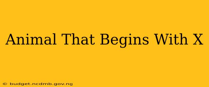 Animal That Begins With X