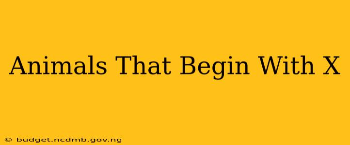 Animals That Begin With X