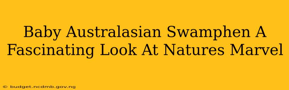 Baby Australasian Swamphen A Fascinating Look At Natures Marvel