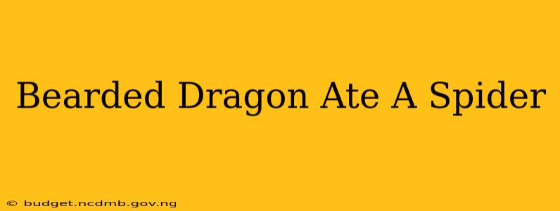 Bearded Dragon Ate A Spider