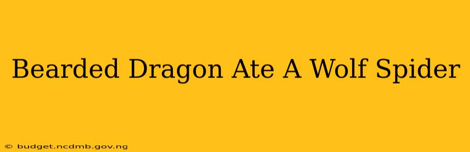 Bearded Dragon Ate A Wolf Spider