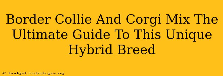 Border Collie And Corgi Mix The Ultimate Guide To This Unique Hybrid Breed
