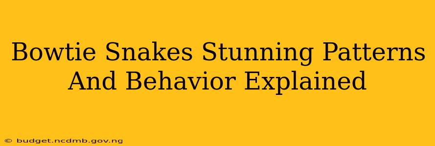 Bowtie Snakes Stunning Patterns And Behavior Explained