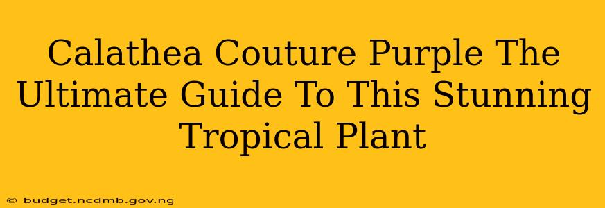 Calathea Couture Purple The Ultimate Guide To This Stunning Tropical Plant