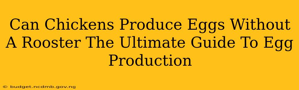 Can Chickens Produce Eggs Without A Rooster The Ultimate Guide To Egg Production