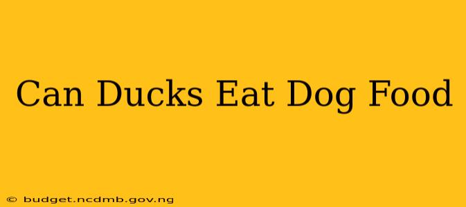 Can Ducks Eat Dog Food
