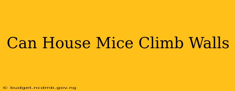 Can House Mice Climb Walls