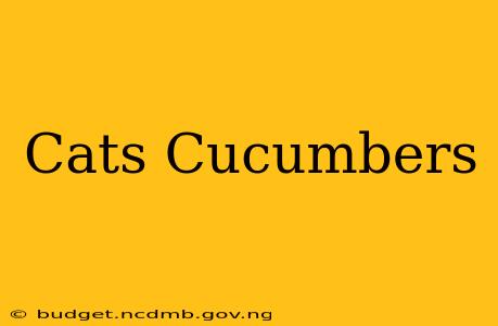 Cats Cucumbers