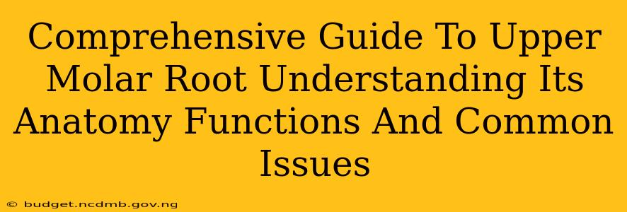 Comprehensive Guide To Upper Molar Root Understanding Its Anatomy Functions And Common Issues