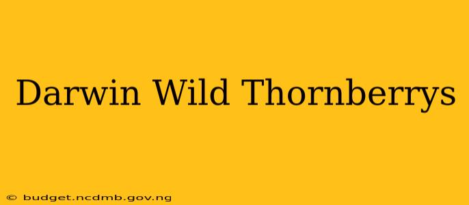 Darwin Wild Thornberrys