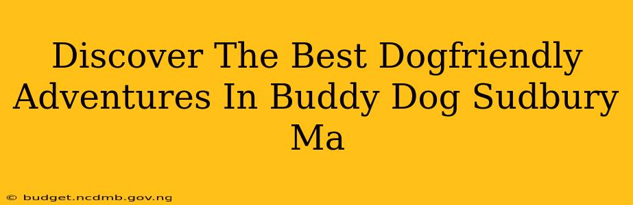 Discover The Best Dogfriendly Adventures In Buddy Dog Sudbury Ma