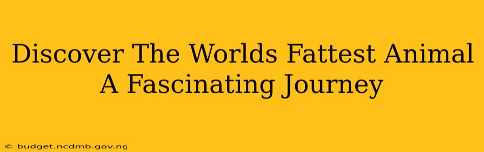 Discover The Worlds Fattest Animal A Fascinating Journey