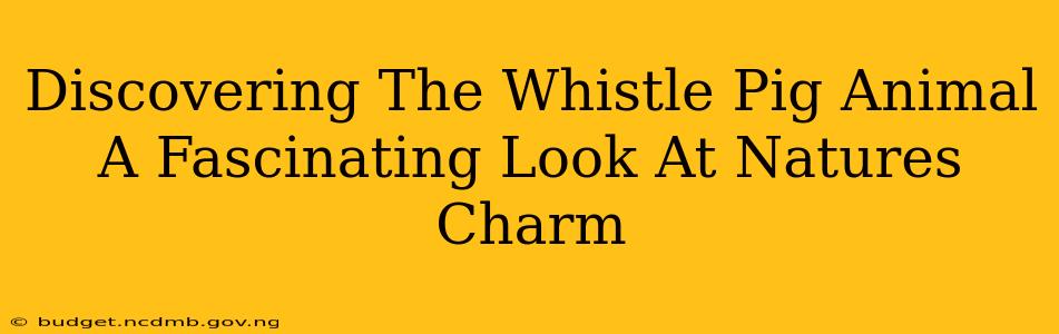 Discovering The Whistle Pig Animal A Fascinating Look At Natures Charm