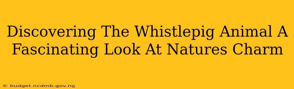 Discovering The Whistlepig Animal A Fascinating Look At Natures Charm