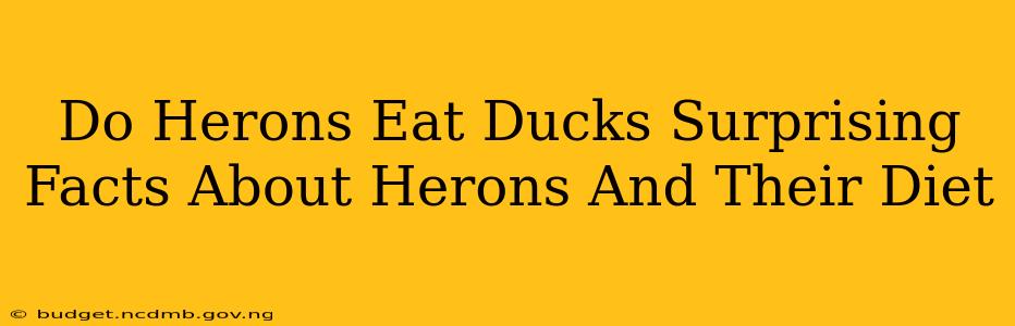 Do Herons Eat Ducks Surprising Facts About Herons And Their Diet