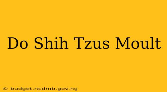 Do Shih Tzus Moult