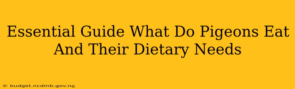 Essential Guide What Do Pigeons Eat And Their Dietary Needs