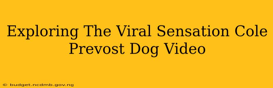 Exploring The Viral Sensation Cole Prevost Dog Video