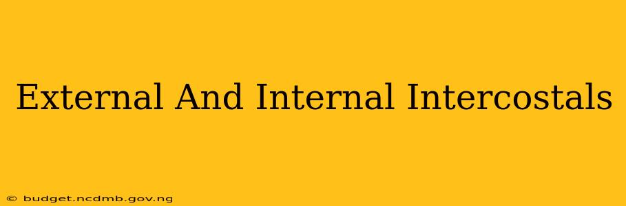 External And Internal Intercostals