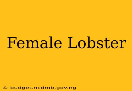 Female Lobster