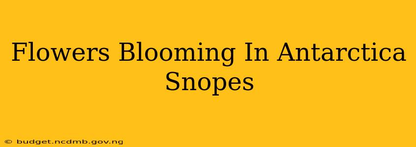 Flowers Blooming In Antarctica Snopes