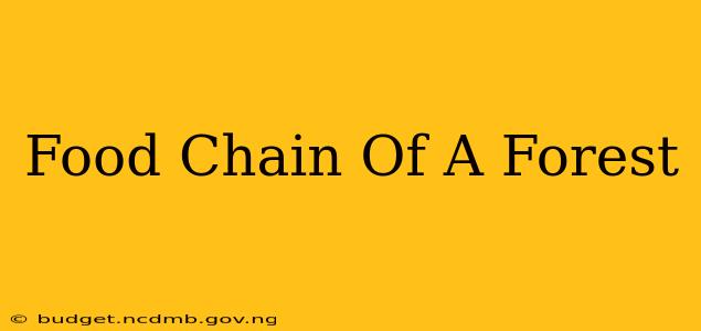 Food Chain Of A Forest