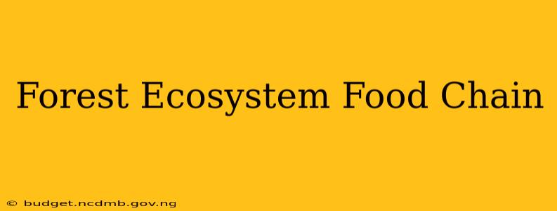 Forest Ecosystem Food Chain