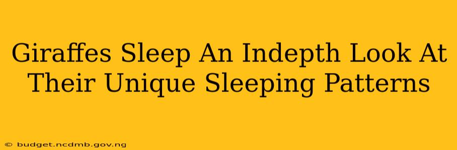 Giraffes Sleep An Indepth Look At Their Unique Sleeping Patterns