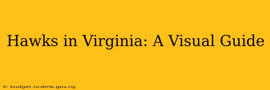 Hawks in Virginia: A Visual Guide