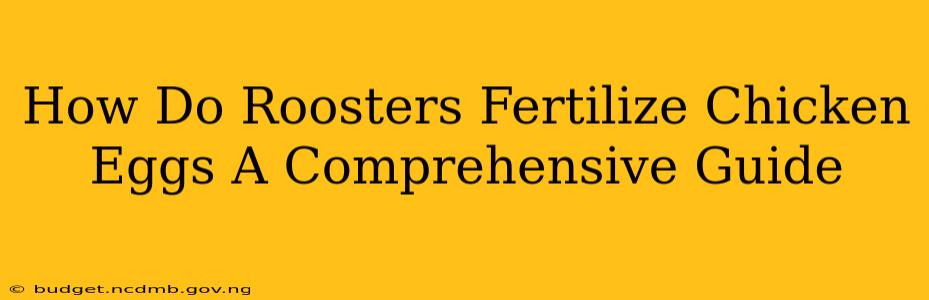 How Do Roosters Fertilize Chicken Eggs A Comprehensive Guide