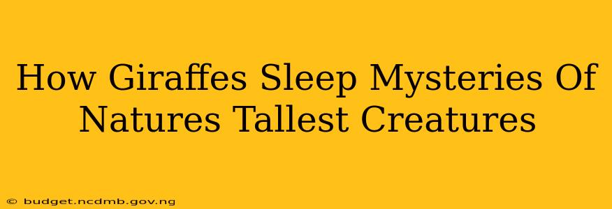 How Giraffes Sleep Mysteries Of Natures Tallest Creatures