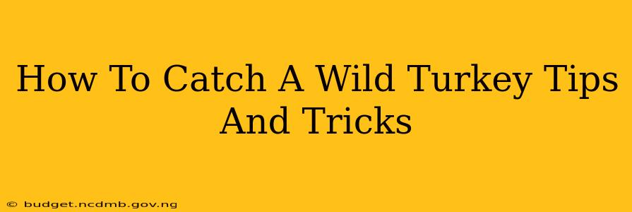 How To Catch A Wild Turkey Tips And Tricks
