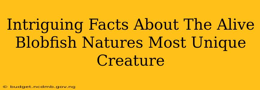 Intriguing Facts About The Alive Blobfish Natures Most Unique Creature