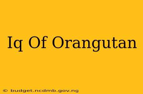 Iq Of Orangutan