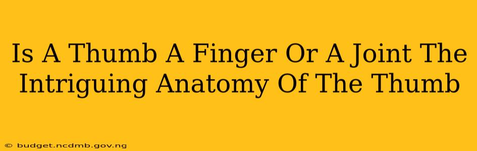Is A Thumb A Finger Or A Joint The Intriguing Anatomy Of The Thumb