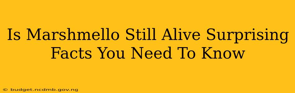 Is Marshmello Still Alive Surprising Facts You Need To Know