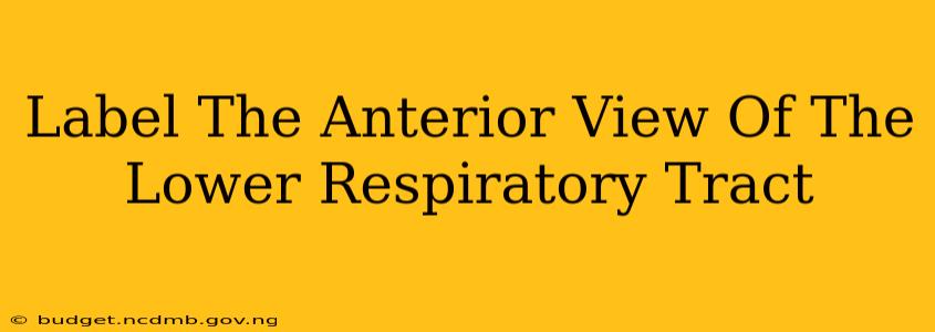 Label The Anterior View Of The Lower Respiratory Tract
