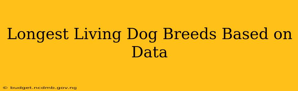 Longest Living Dog Breeds Based on Data