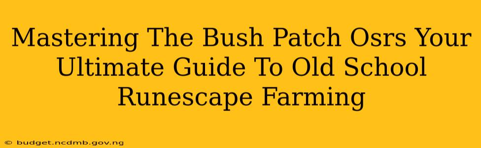 Mastering The Bush Patch Osrs Your Ultimate Guide To Old School Runescape Farming