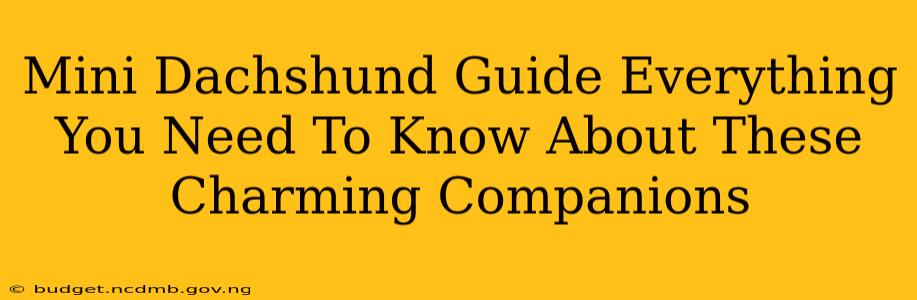 Mini Dachshund Guide Everything You Need To Know About These Charming Companions