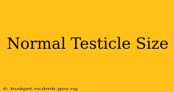 Normal Testicle Size