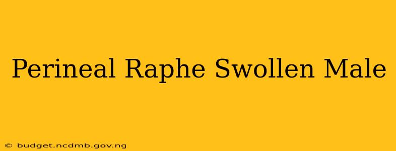 Perineal Raphe Swollen Male