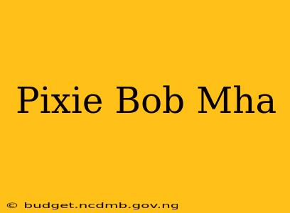 Pixie Bob Mha