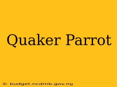 Quaker Parrot