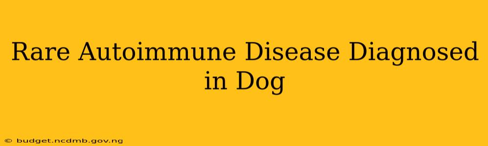 Rare Autoimmune Disease Diagnosed in Dog