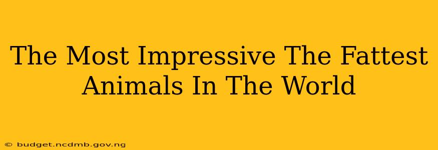 The Most Impressive The Fattest Animals In The World