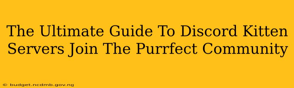 The Ultimate Guide To Discord Kitten Servers Join The Purrfect Community