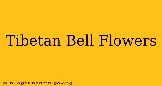 Tibetan Bell Flowers